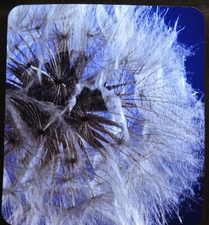Dandelion close-up - Stereo Realist Slide by Paul Wing #531