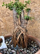 Start Bonsai Portulacaria Afra “Elephant Bush” Free Shipping
