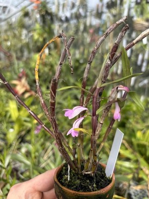 Dendrobium hasseltii in Bloom Very Rare compact orchid species
