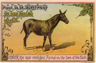 D M Bristol’s Eques curriculum Trade Card Denver $20000 Mule