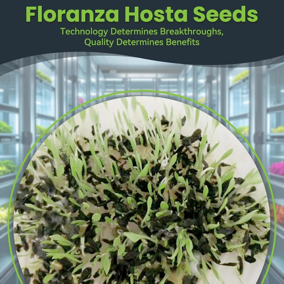 Semillas de Hosta - 100 Hosta Raras Blancas y Rojas con Variaciones Azules - Plantas Perennes Foto 4 de 4