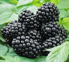 2 PACK 3” POT TASTY BLACKBERRY FRUIT READY 2 PLANT  SWEET JUICY LIVE PLANT FRESH
