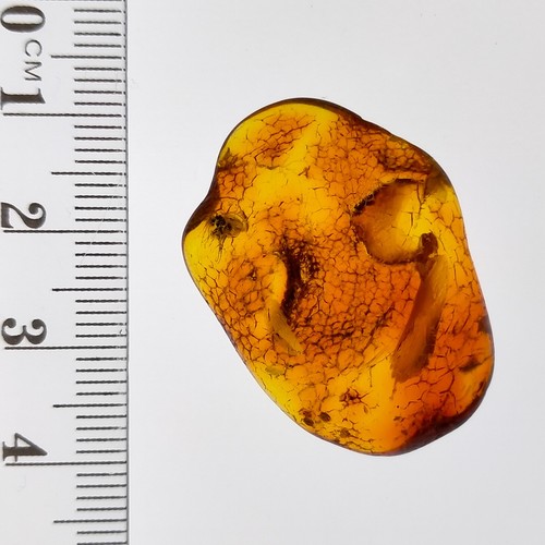 Amber fossil natural trapped preserved insect inclusion polished gemstone 18.6ct - Picture 7 of 7