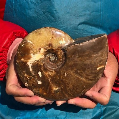 2PCS 3.65LB Polishing of Natural Conch Specimens from Madagascar 3184
