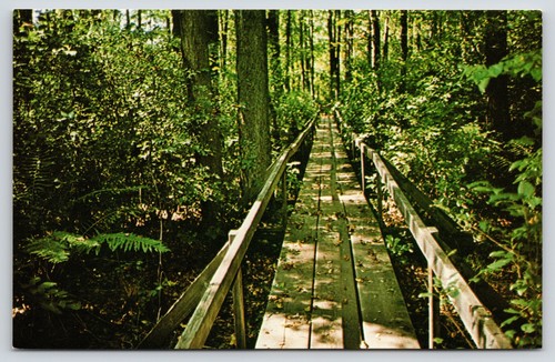 Farmingdale NJ ~ Monmouth Council Girl Scouts ~ Camp Nomoco Bo-Bet Bridge ~ 1960er