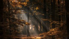 Landscape netherlands nature fall forest trees Custom Gaming Mat Desk