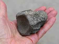 Fossil Crocodile Vertebra from Georgia