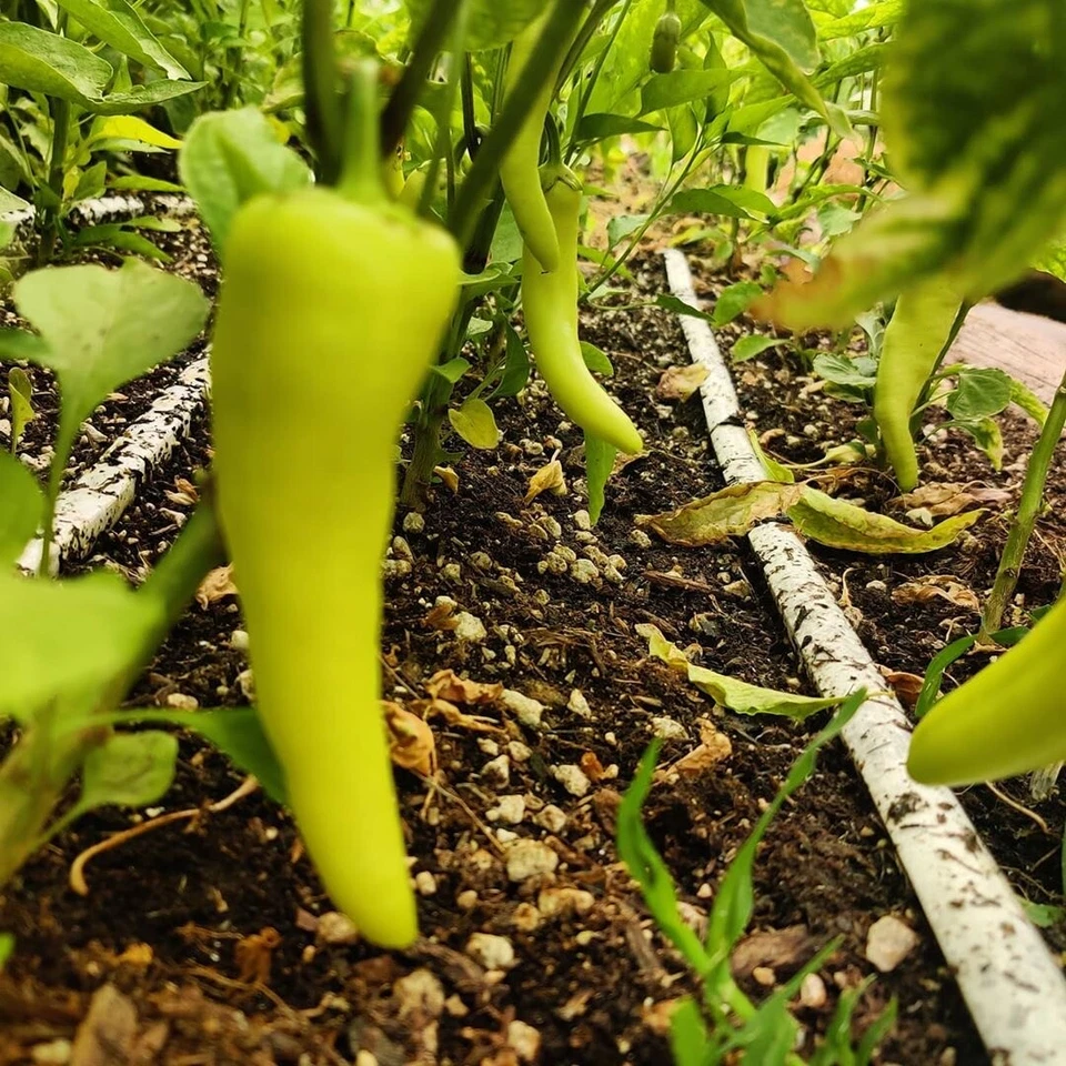 Blumat Maxi Kits Colectores - Jardinería Sostenible Auto Riego AutoGoteo Automático Foto 4 de 4