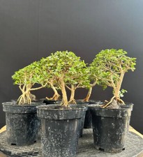 Wholesale Bonsai Premna Microphylla 10.pcs  Referensi Bonsai Premna  Wholesale