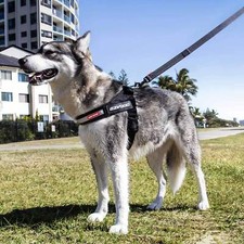 EzyDog Express Harness Adjustable Durable Dog Walking Running Harness