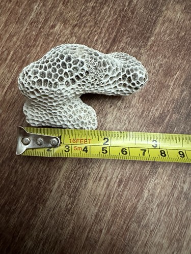 Cervello naturale corallo bianco sporco mare fossile 20. - Foto 8 di 11