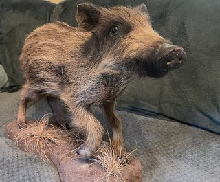 Antique Wild Boar Juvenile Purchased In Bruges 10 Yrs Ago