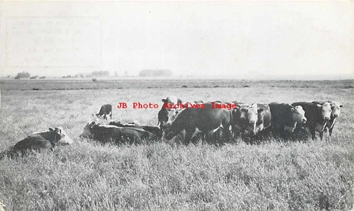 TX, Muleshoe, Texas, Western National Farm Loan Assoc, Federal Land Bank, Cows