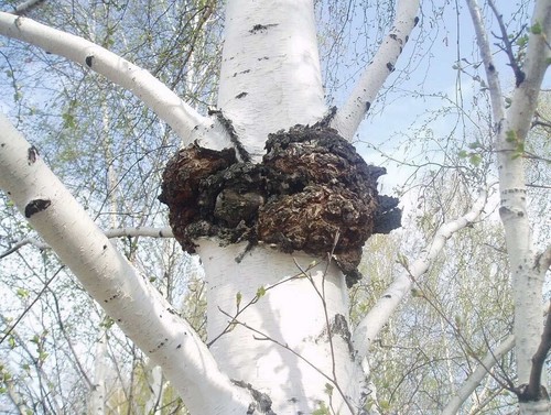 Organic Siberian Chaga Mushroom Raw Powder Wild Harvested from Altai Mountains - Picture 4 of 17