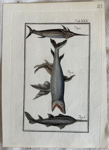 Buffoon Shark Sword Fish Peesce Saw Shark Swordfish Fish-Saw According to Half