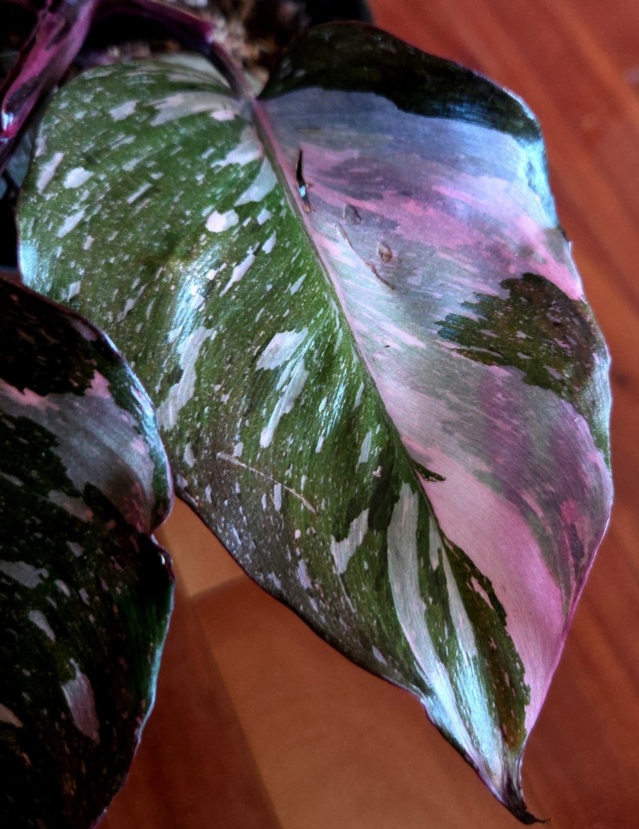 Rare Philodendron Dark Scarlet Princess 12" Tall W Pups Not Anthurium  Monstera | eBay