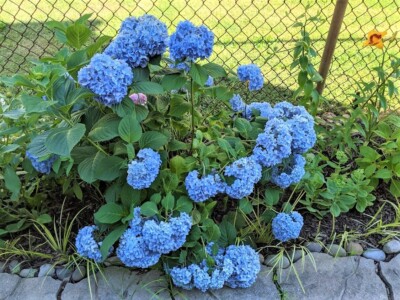 Blue Hydrangea - 3 Young Plants 5'' to 8'' Tall