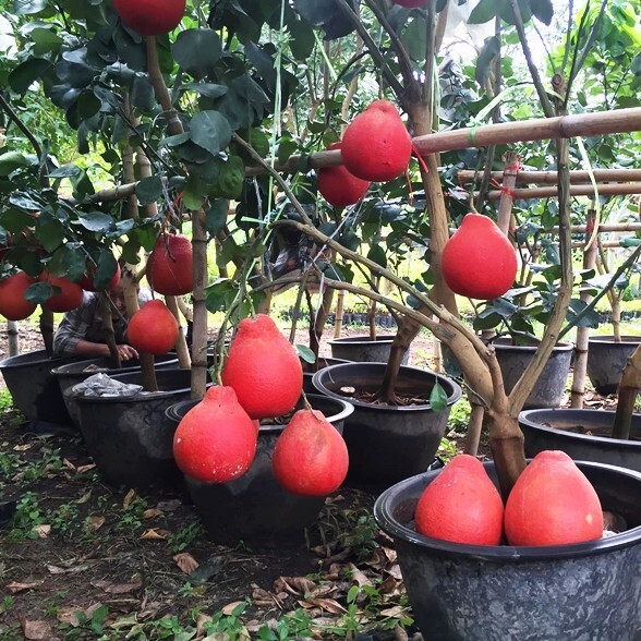 Pomelo tree Grafted type RED VIETNAM Best varieties 18'+ tall, No ship to CA eBay