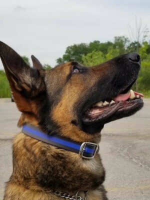 thin blue line k9 collars