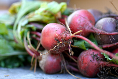 Detroit Dark Red Beet (beta vulgaris ''detroit dark red'')