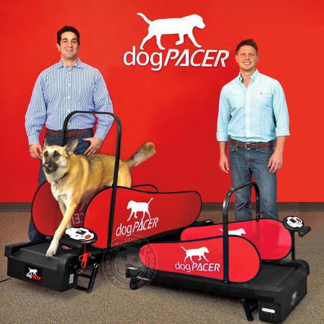 dogpacer treadmill