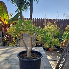 Rooted Established Jade Succulent Crassula Multicolor Pink Red Yellow