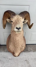 Bighorn Sheep Taxidermy Shoulder Mount Ram Cabin Decor