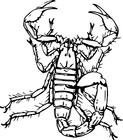 4 x car sticker sticker Scorpion animal tuning car rear window 9 x 9 cm