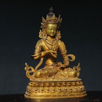 標本 Tibet Cheirotonusmacleayi 59mm 13