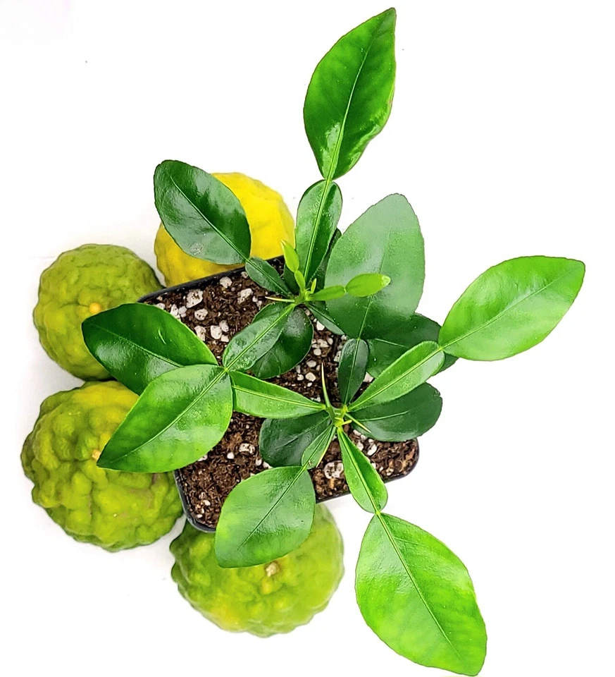 Pot of 3 healthy kaffir lime plants, 2-4 inches tall. - Image 4 of 4