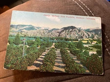 Vintage Postcard Orange Orchard Near Foothills Mountains Southern California CA