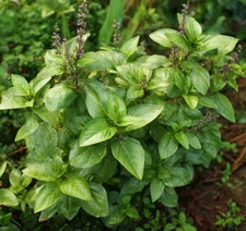 Cinnamon Basil 250 Seeds | Aromatic Heirloom Herb with Sweet-Spice Flavor