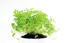 Chia Seeds for Planting - Chia Microgreens