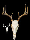 3D Printed Montana Deer Skull European Mount Replica #281 Gothic Decor — photo 1