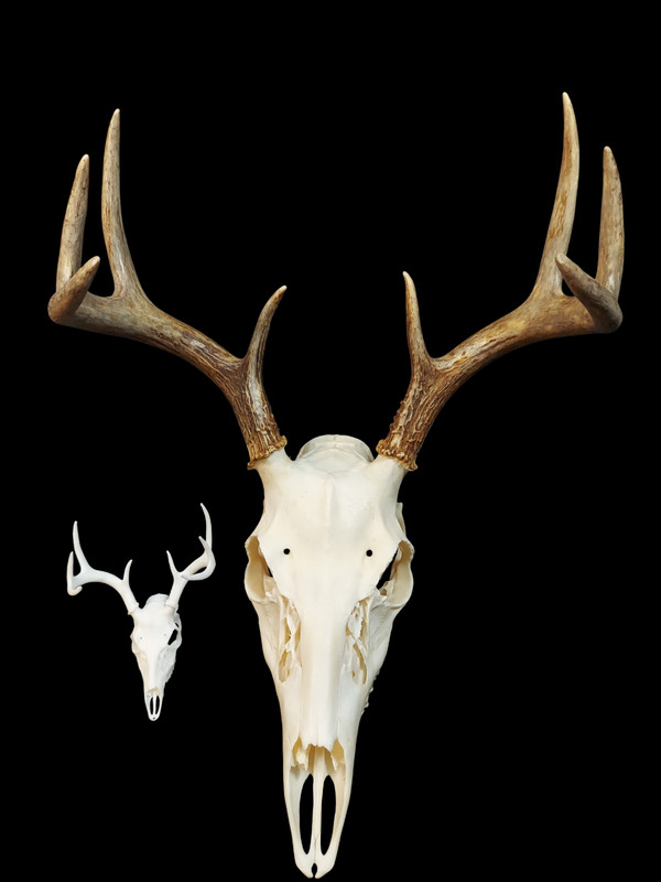 3D Printed Montana Deer Skull European Mount Replica #281 Gothic Decor