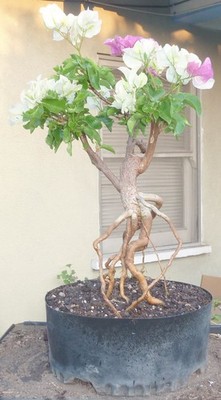 Bougainvillea Pre Bonsai Dwarf Kifu Fat Trunk Neagari Unique Flowers | eBay