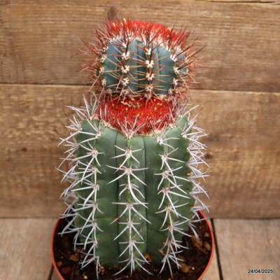 D3856 MELOCACTUS BAHIENSIS 20 YEARS OLD pot18-H28-W16 cm MaMa Cactus | eBay