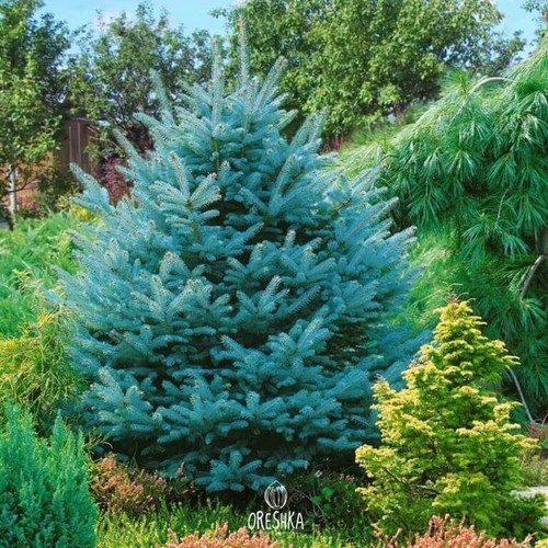 Evergreen Colorado Blue Spruce 30+ PCS fresh seeds, Picea Pungens Glauca seeds - Picture 9 of 9