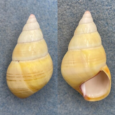 #22 Liguus fasciatus ornatus 40.1mm Gem No Data