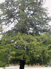 Picture 4 of 7