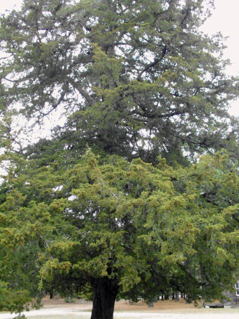 Picture 4 of 7