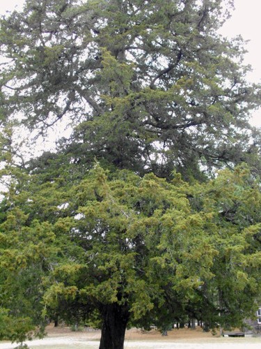 40 EASTERN RED CEDAR SEEEDS - Juniperus virginiana - Picture 4 of 7