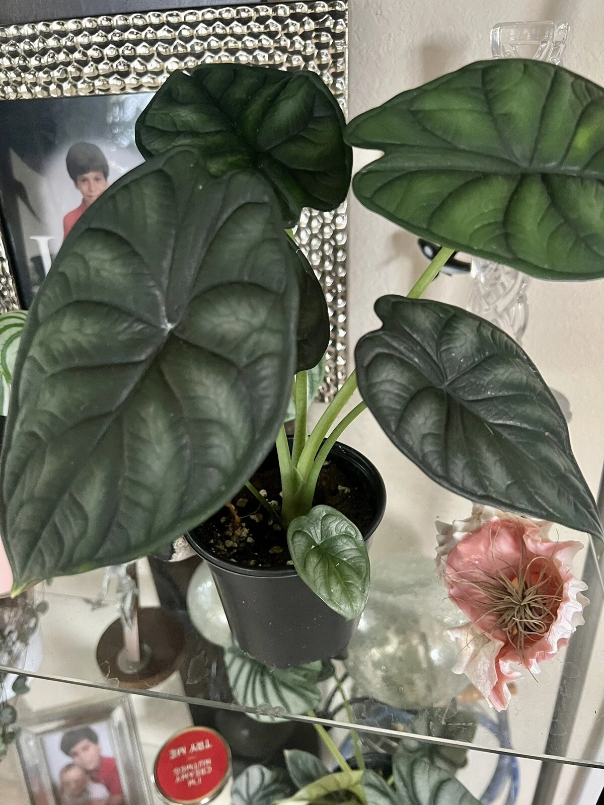 Alocasia Dragon Scale African, Indoor Or Outdoor, Low Maintenance