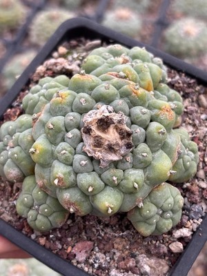 Own Root Taproot Sea Style Turbinicarpus Shown In Pics Pot Dia 10cm LF