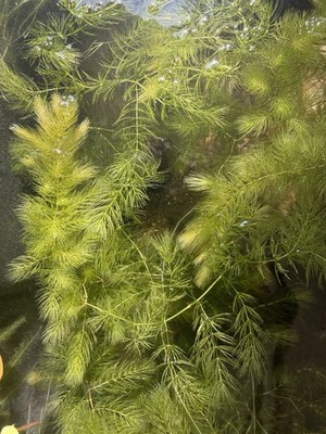 LARGE AMOUNT Hornwort Ceratyphelum [1 Pound] + Buy 2 Get 1 Free Bulk Pricing