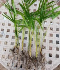 6 Areca palm 8” Starter seedling LIVE PLANTS!  Fully Rooted! VERY Healthy!