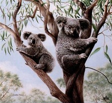 Charles Frace Ambassadors - Koalas