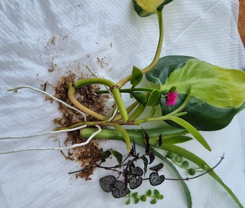 Indoor Plant Cuttings 5 Pack Collectors Philodendron Pothos Syn Peperomia - Picture 7 of 8