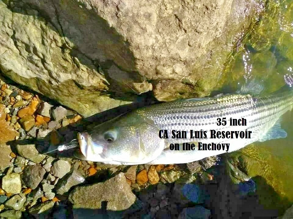  (12 X) 2 «ИЛИ (10 X) 5»/4» реалистичный плавать приманка гольяна рыболовные приманки плюс бесплатный подарок - Изображение 4 из 4