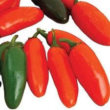 Orange Spice Jalapeno F1 Jalapeno Pepper: 10 Seeds, Free Shipping 